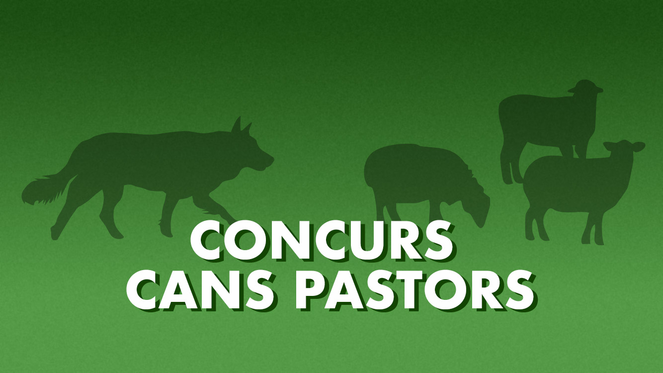 Concurs de cans pastors