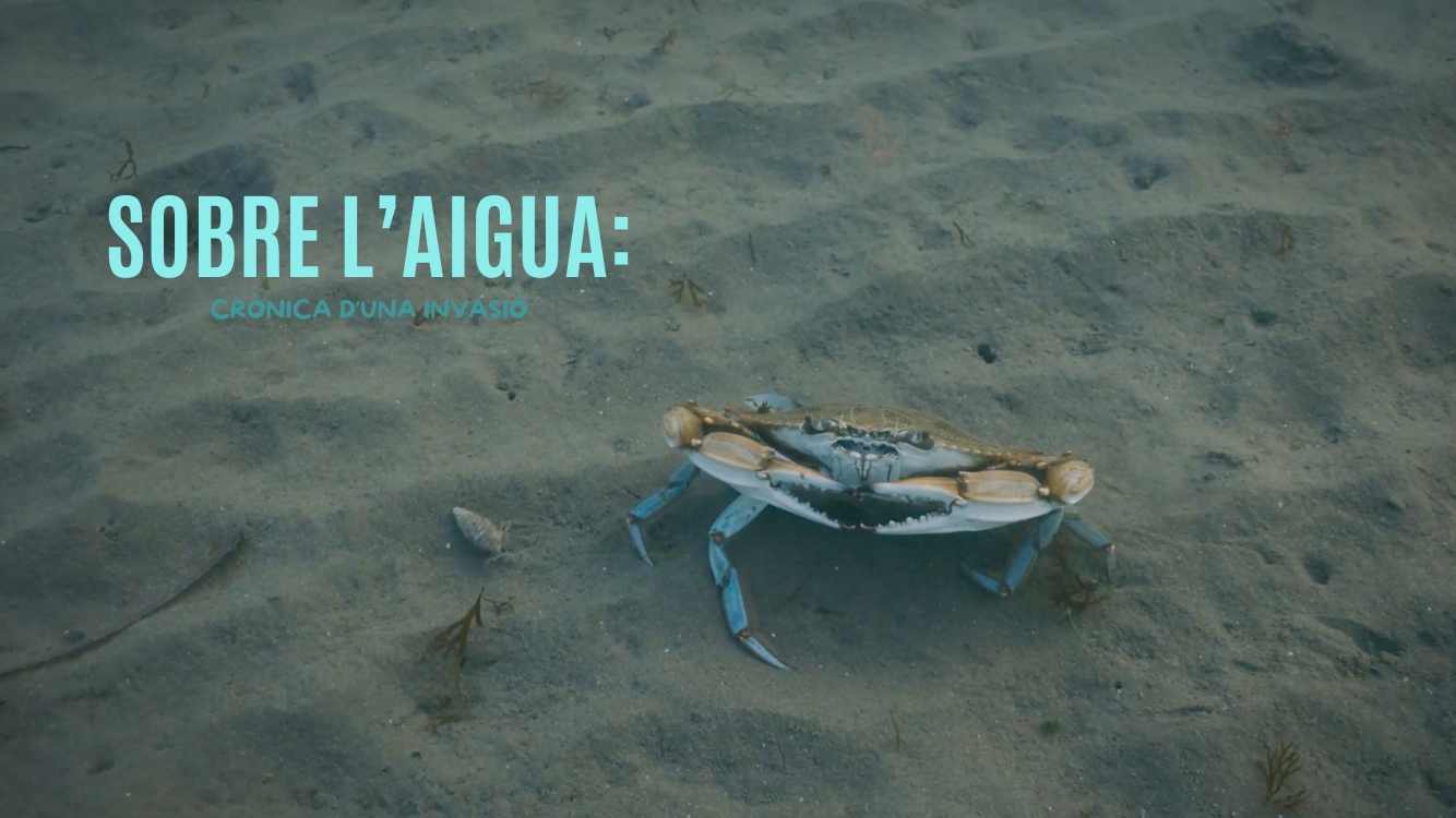 Sobre l'aigua: Crònica d'una invasió
