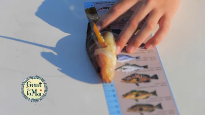 Pesca professional amb Joan Griñan, surers amb curricà antic, pesca amb cuina i xaranga