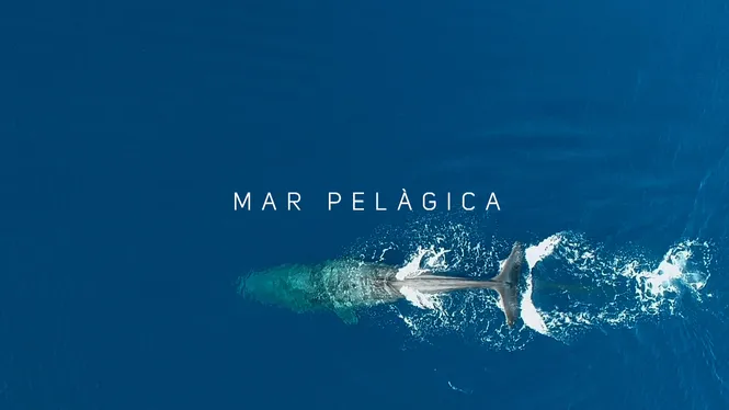 Mar pelàgica
