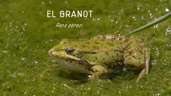 EL GRANOT