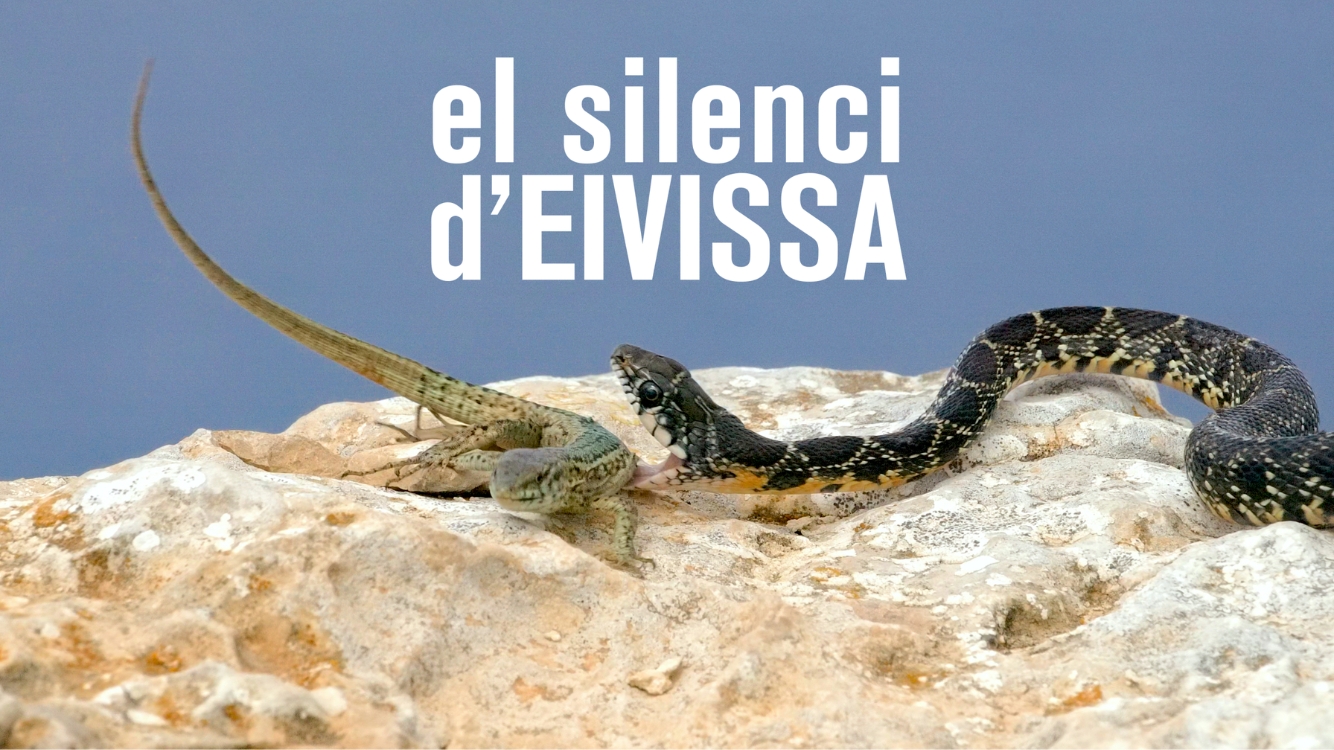 El silenci d'Eivissa