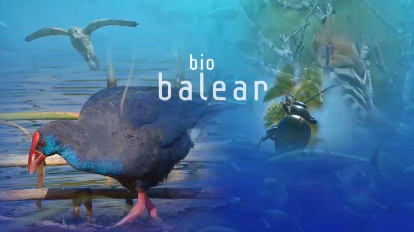Bio balear