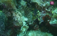 Al fons de la mar