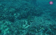 Món submergit
