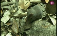 Situació de la fauna balear