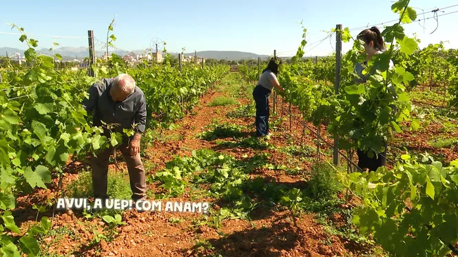 ESPORGAREM VINYA AMB OSSIFAR, FAREM FEINES D'HORT A SON FERRIOL, CUINAREM UN TIRAMISÚ D'ENSAÏMADA A SANT CLIMENT