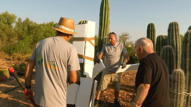 CACTUS A SES SALINES, DRON PER ESQUITXAR OLIVERES INQUERES I FAREM GELAT BOMBA A CAMPOS.