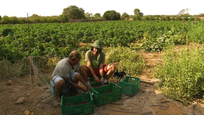 VEREMAREM A ARTÀ, COLLIREM TAP DE CORTÍ A LLUCMAJOR, CUINAREM SOPES MALLORQUINES A BINISSALEM I CONEIXEREM UN PAGÈS D’UN TEMPS
