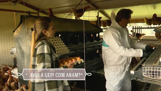 VISITAREM UNA VAQUERIA D'ES MERCADAL, COLLIREM UN MUNT D'OUS A MARRATXÍ I CUINAREM UN ARRÒS AMB SOBRASSADA A E