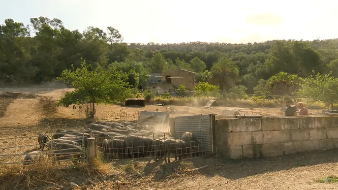 EXPLOTACIÓ RAMADERA DE PORC NEGRE MALLORQUÍ A MANACOR, CUINAREM UNS CANELONS D'ESTIU A FELANITX I FAREM FEINES D'HORT A INCA