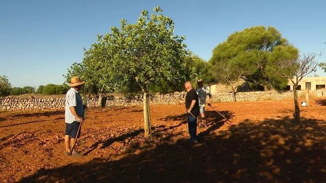 COLLIREM GARROVES A S'ALQUERIA BLANCA, CONEIXEREM UN GRAN COL·LECCIONISTA DE MOTORS I VEHICLES AGRÍCOLES I CUINAREM LLAMPUGA AMB PEBRES A MONTUÏRI.