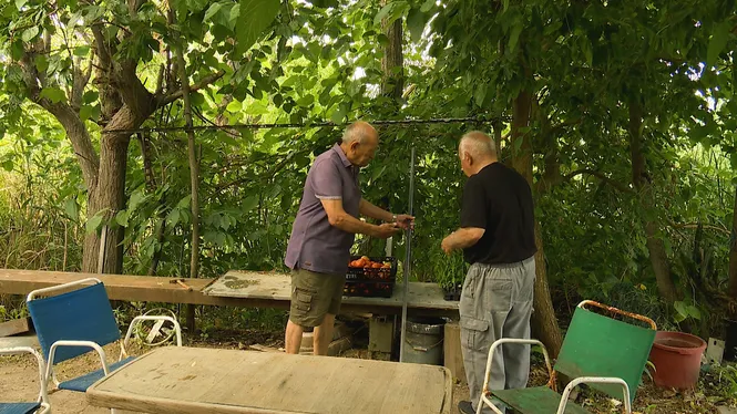 SEMBRAREM HORT D'ESTIU A SON MIERES DE MURO, CONEIXEREM UN AMANT DELS CAVALLS A SÓLLER I CUINAREM GUÀTLERES AMB COL A ESCORCA.