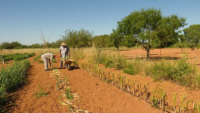 CONEIXEREM UN AMANT DE LA NATURA A SON VALLS, SEGAREM I BATREM AMB UNA PARELLA DE JOVES PAGESOS I CUINAREM PILOTES AMB SALSA D'AMETLLA A LA VALL DE SÓLLER.