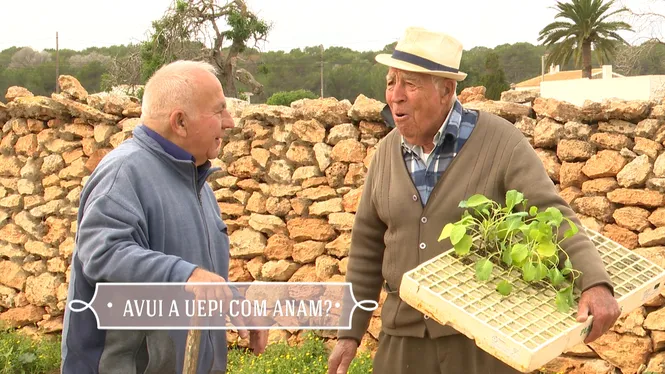SEMBRAREM COLS A FORMENTERA, PASSAREM UNA JORNADA ENTRE MÀQUINES A CAMPOS, SEMBRAREM BLAT DE XEIXA A FELANITX I VEUREM COM ES FAN ELS POLVORONS