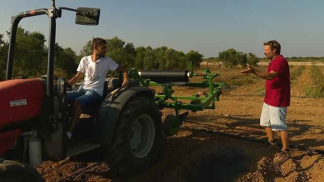 ANIREM AMB UN JOVE PAGÈS ECOLÒGIC I ELS CAVALLETS DE FELANITX, CONEIXEREM EL NET D'UN PAGÈS MOLT ENTRANYABLE I FAREM FEINES D'HORT AMB UN ARGENTÍ.