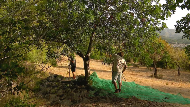 VISITAREM LA FINCA D'ES SAFRANAR A BUNYOLA, COLLIREM AMETLLES I GARROVES A ANDRATX I CUINAREM UNA COCA DE CEBA DOLÇA I FIGUES A SELVA.