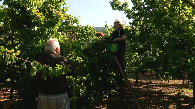 COLLIREM ALBERCOCS A SÓLLER, VIUREM EL RELLEU DE TORRE TRENCADETA DE MENORCA I CONEIXEREM UN AFICIONAT A LA COLUMBOFÍLIA.