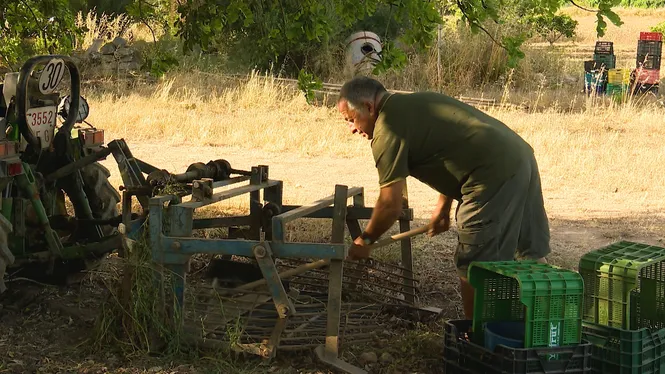 COLLIREM PATATES A ES CARRITXÓ, CRIADOR DE CAMPIONS DE TROT A BÚGER I AGAFAREM BOVA PER CORDAR CADIRES A VILAFRANCA